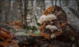 une forêt pleine de vie