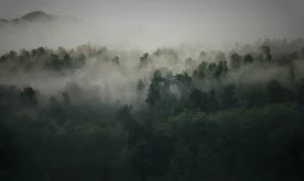 forêt défense dérèglement climatique