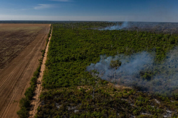 Mettre fin aux importations de soja issu de déforestation