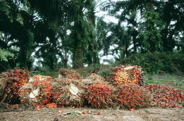 Huile de palme dans les carburants