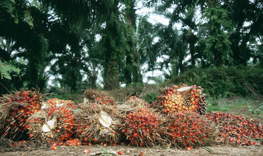 Huile de palme dans les carburants