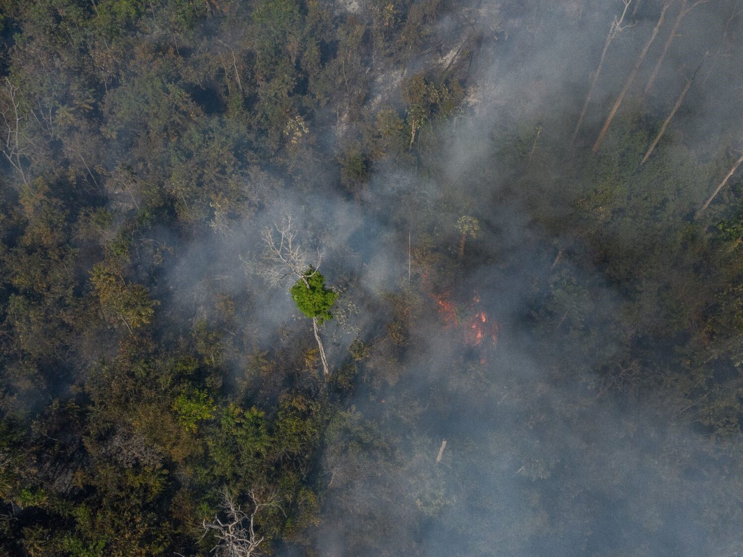 déforestation