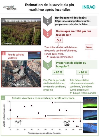 estimation de la survie du pin maritime apres incendie