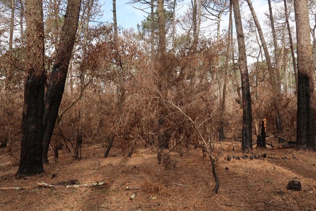 Forêt usagère, mars 2023