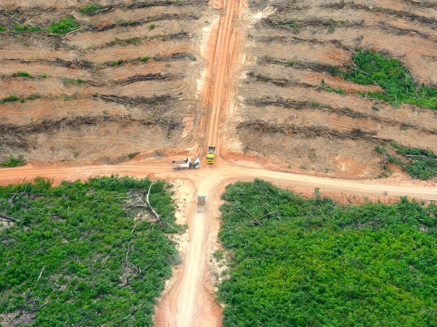 La déforestation