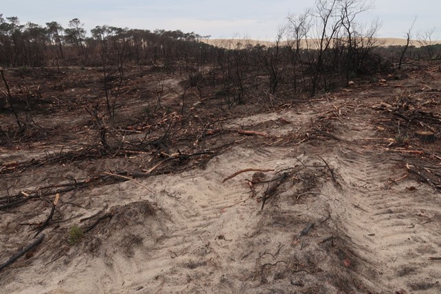Derrière la dune du Pilat, après exploitation des bois brûlés, mars 2023