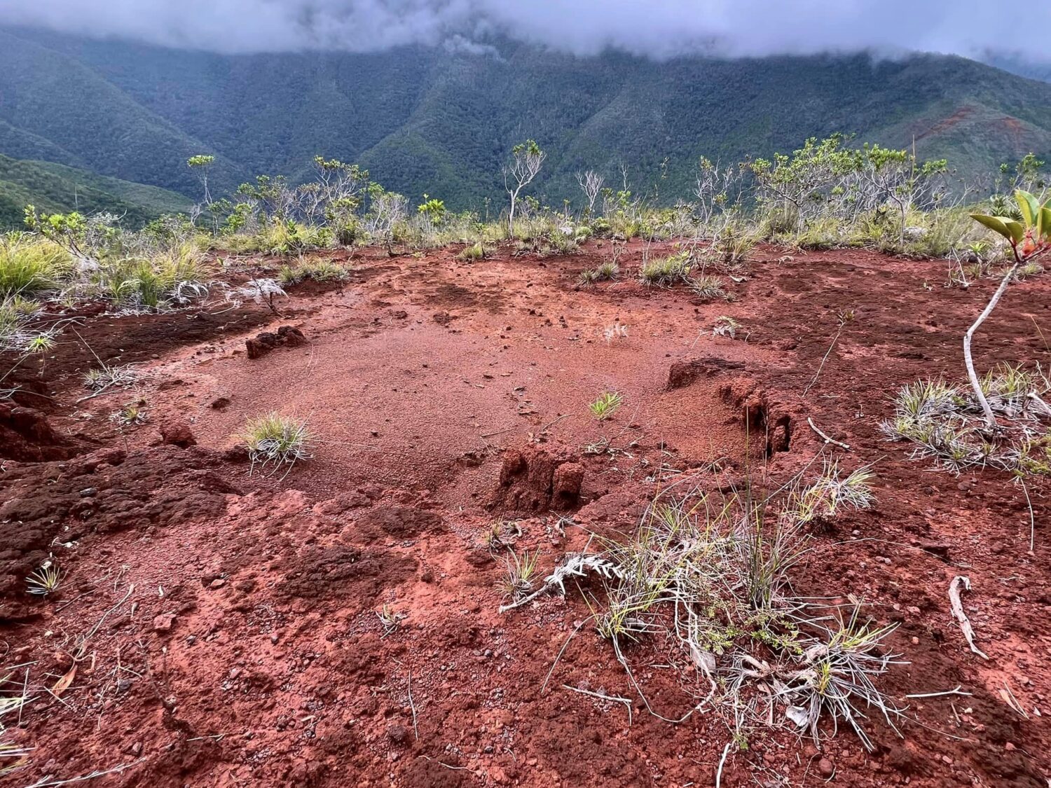 source de la déforestation