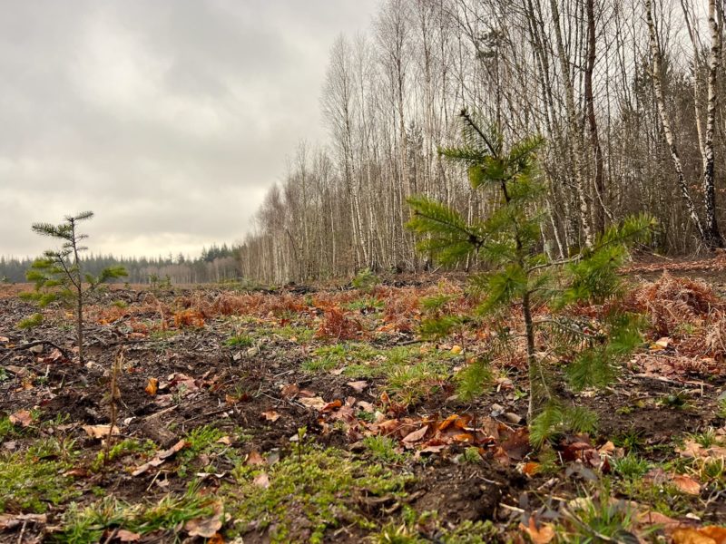 Le Conseil d’État annule le décret du plan d’un milliard d’arbres : le gouvernement doit revoir sa copie. - Canopée